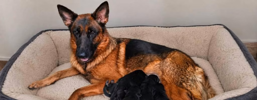 Cachorros pastor alemán - Imagen 5