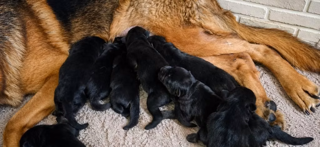 Cachorros pastor alemán - Imagen 6