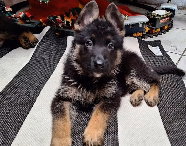 German shepherd pigs