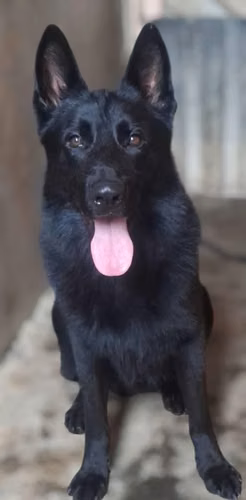 Cachorros pastor alemán - Imagen 3