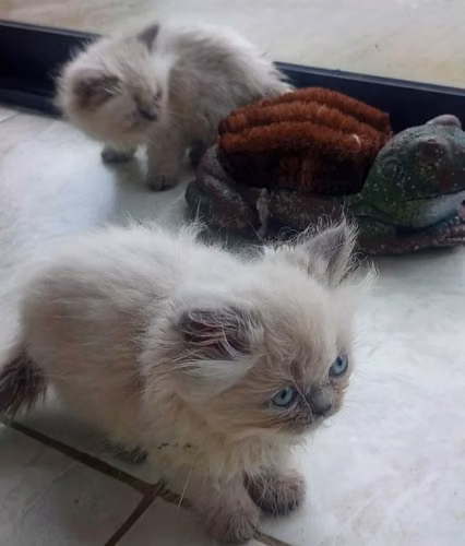 Himalayan kittens
