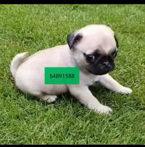 Pug