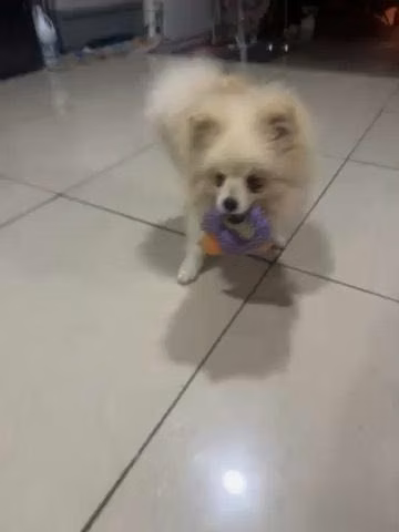 Pomeranian Puppy