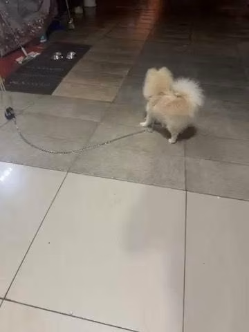 Pomeranian Puppy