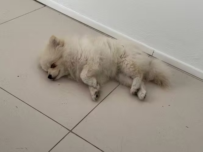 Puppy