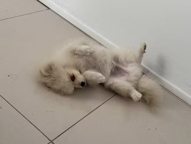 Puppy