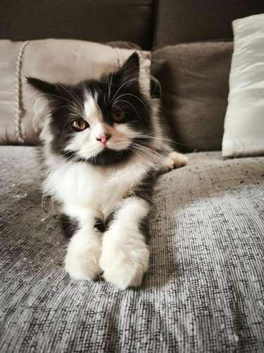 Gatos Persas