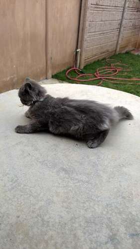 Gatos Persas