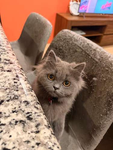 Persian Cats