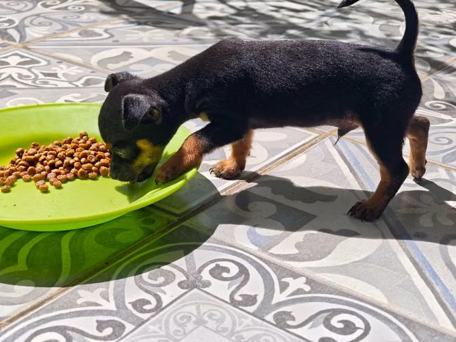 Pinscher - Imagen 5