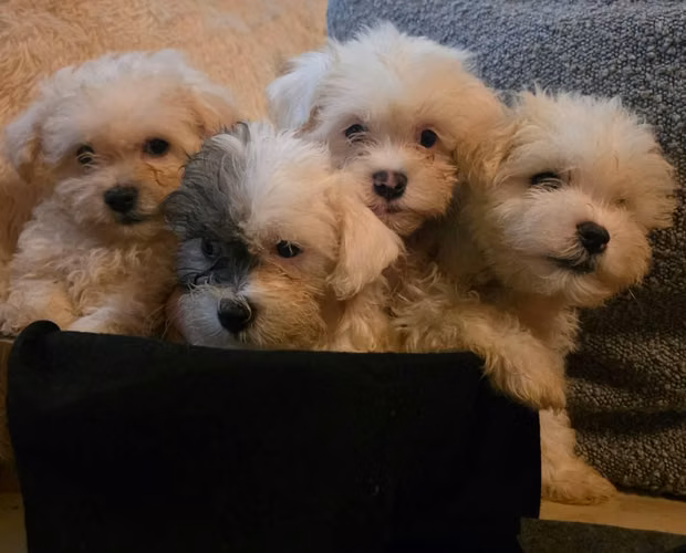 Pequines