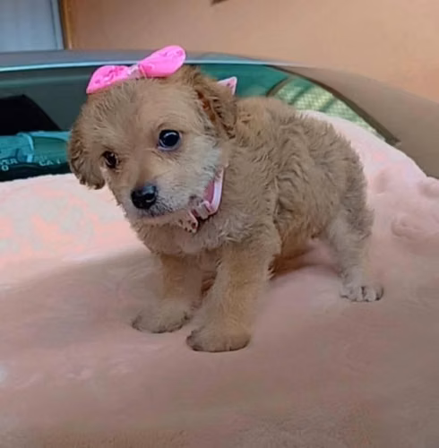 Preciosa Maltepoo - Imagen 2