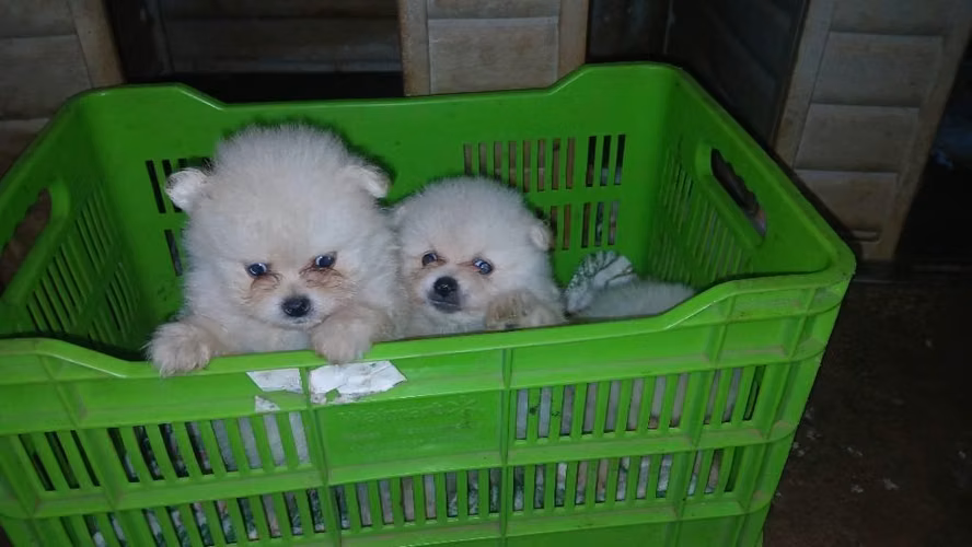 Machos pomeranios
