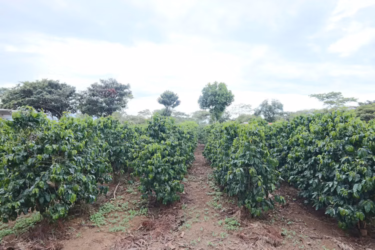En venta: Finca cafetalera prémium con beneficio propio y gran potencial turístico - Imagen 17