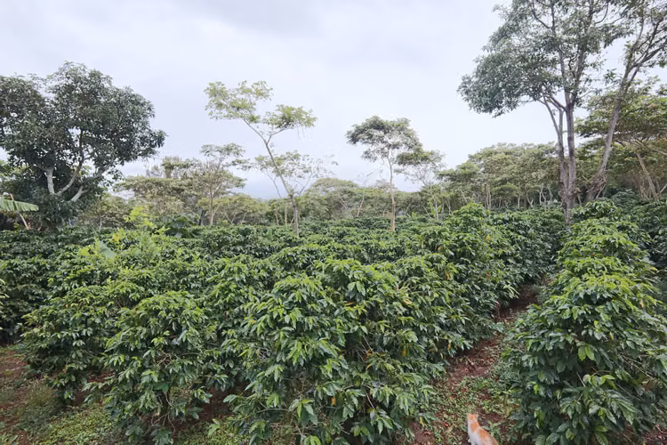En venta: Finca cafetalera prémium con beneficio propio y gran potencial turístico - Imagen 11