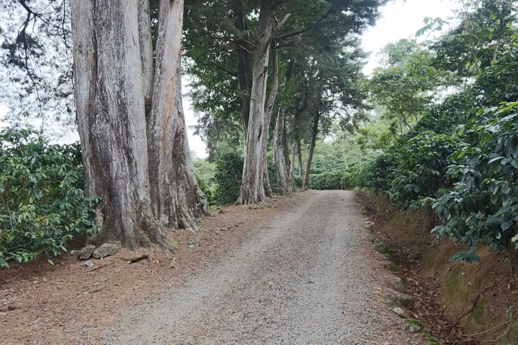 En venta: Finca cafetalera prémium con beneficio propio y gran potencial turístico - Imagen 4