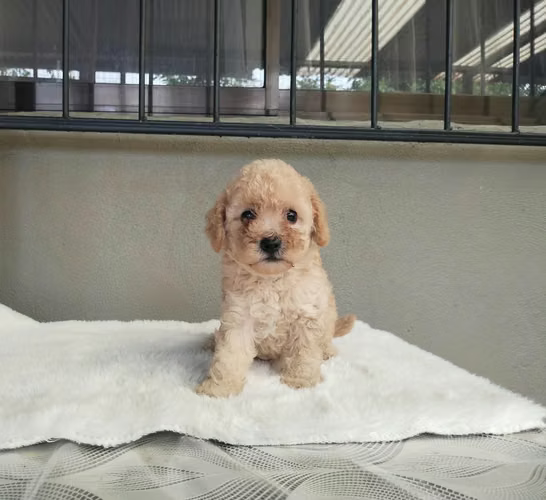 FRENCH POODLE MINI TOY 2 MESES HEMBRA ENTREGA 15 SETIEMBRE 2026