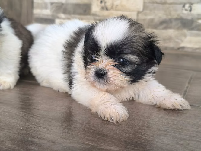 Shih Tzu macho 2 meses entrega 15 de setiembre Perrosalfak9.com