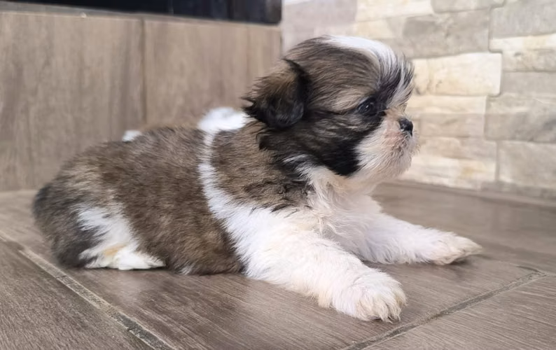 Shih Tzu macho 2 meses entrega 15 de setiembre Perrosalfak9.com