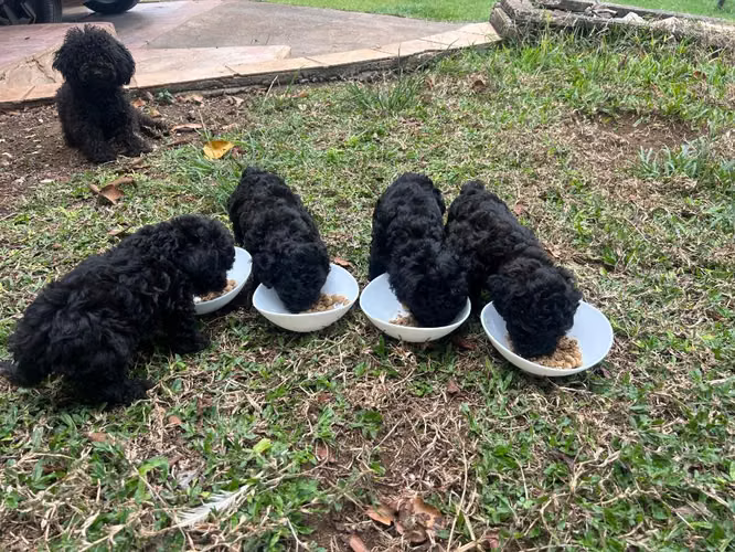 French poodle - Imagen 2