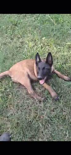 Malinois machito