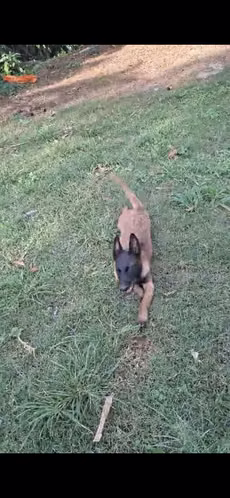 Malinois machito