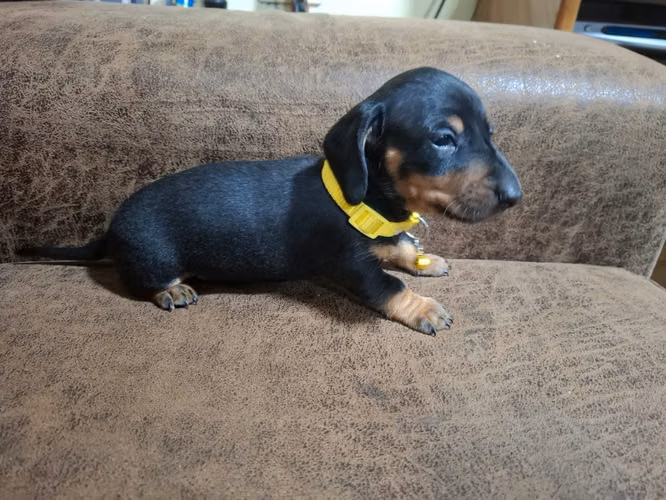 CACHORRO SALCHICHA NEGRO 