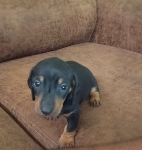 CACHORRO SALCHICHA NEGRO 