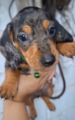 CACHORRO SALCHICHA ARLEQUIN 