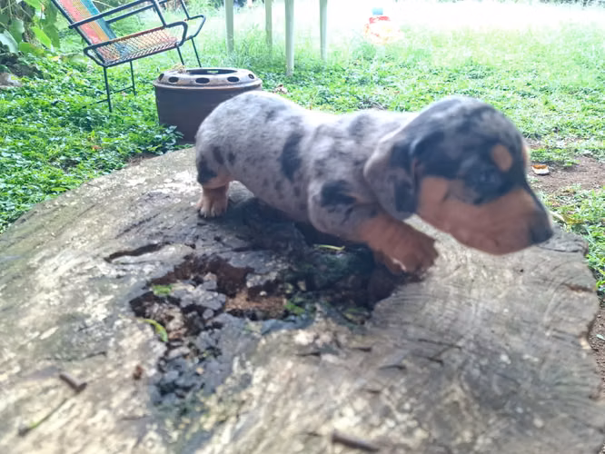 CACHORROS SALCHICHAS ARLEQUIN