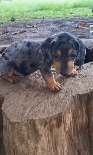 CACHORRO SALCHICHA ARLEQUIN 
