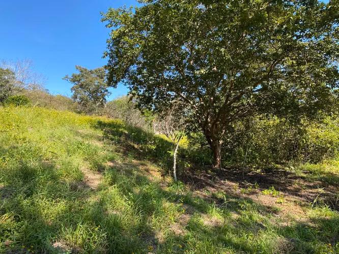 SE VENDE Finca en Guacimo de Atenas 5 hectareas (Alajuela) - Imagen 10