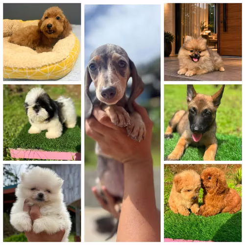 Cachorros en Sueño  - Imagen 1
