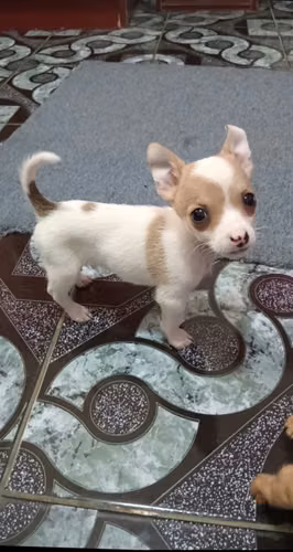 Cachorrito chihuahua macho - Imagen 3