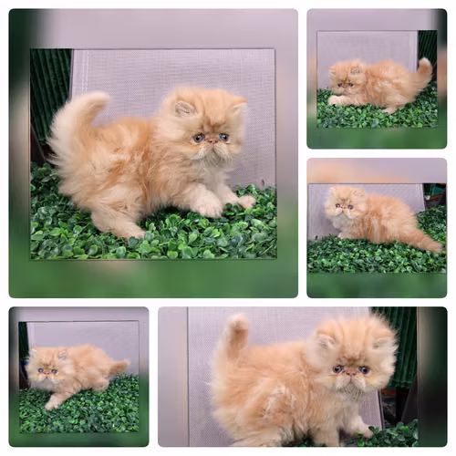 Vendo gatitos persas   - Imagen 2