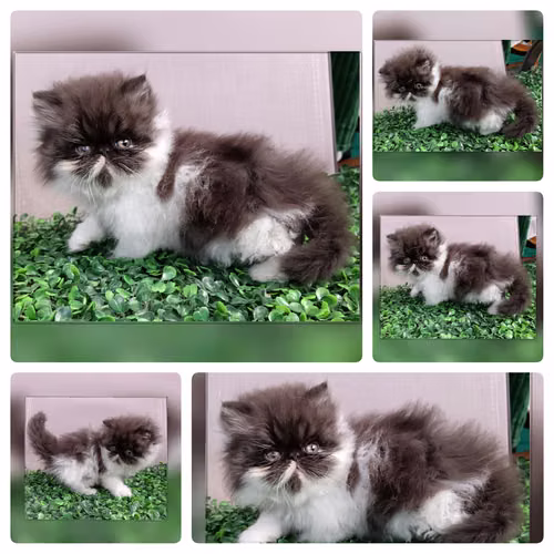 Vendo gatitos persas   - Imagen 3