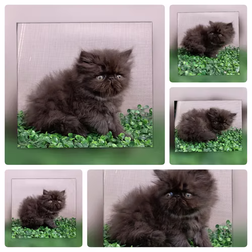 Vendo gatitos persas   - Imagen 7