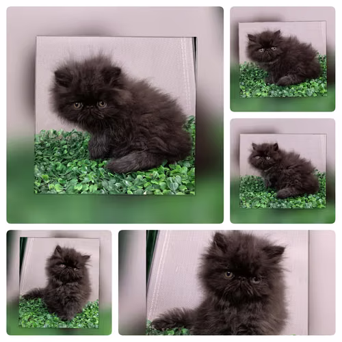 Vendo gatitos persas   - Imagen 6