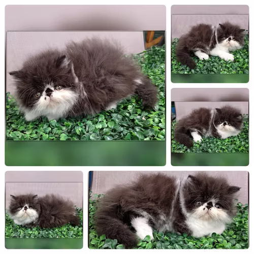 Vendo gatitos persas   - Imagen 5
