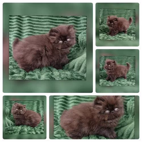 Vendo gatitos persas   - Imagen 4