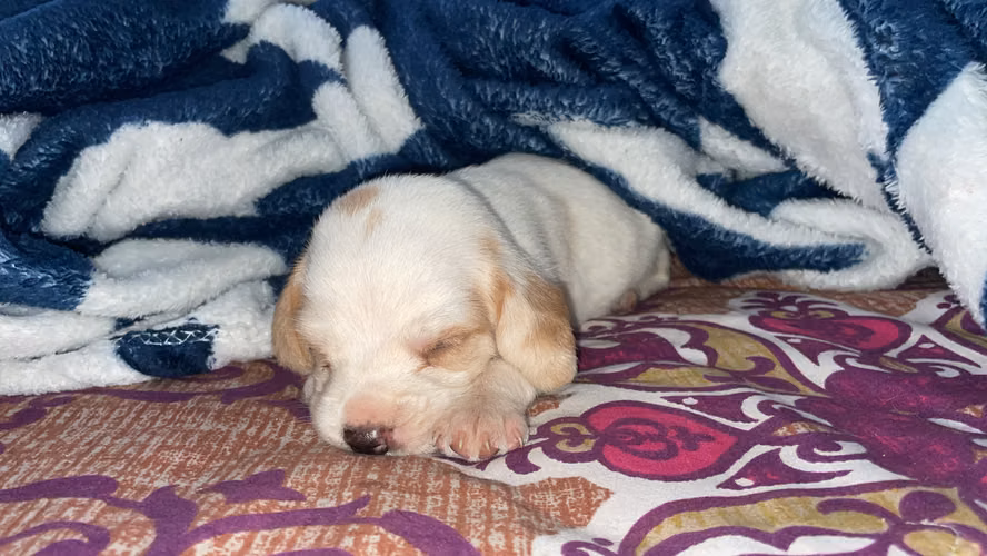 Cachorros Beagles 
