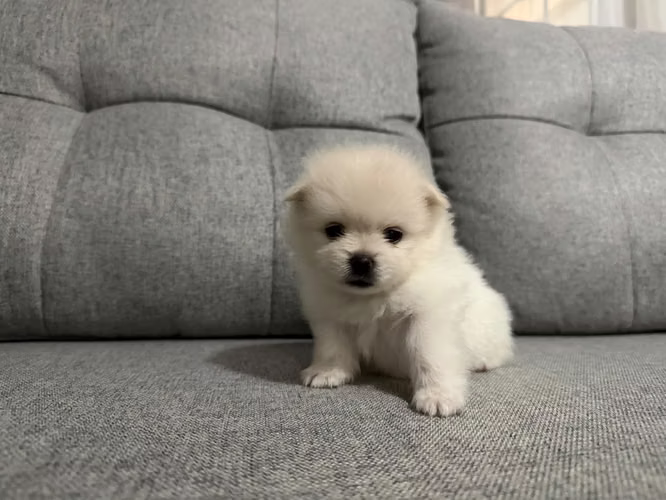 POMERANIA MINI TOY - Imagen 2