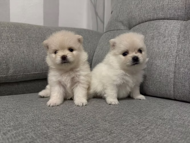 POMERANIA MINI TOY