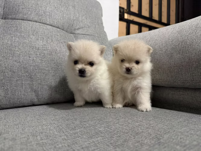 POMERANIA MINI TOY - Imagen 4