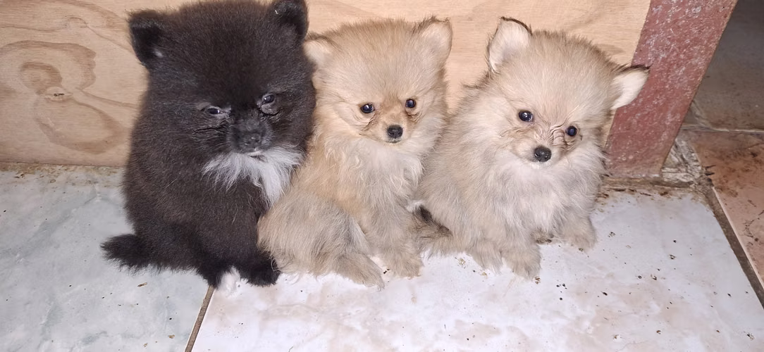 I sell little puppies