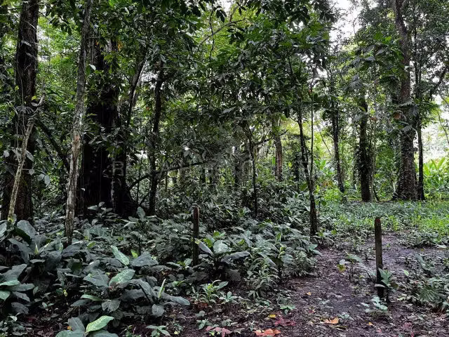 Venta de Lote en Puerto Viejo de Limón-Talamanca,Cahuita. - Imagen 5