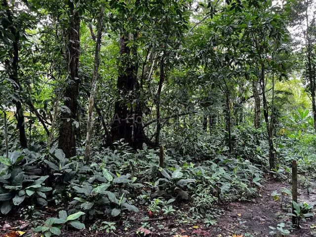 Venta de Lote en Puerto Viejo de Limón-Talamanca,Cahuita. - Imagen 3