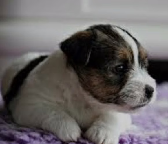 PRECIOSOS JACK RUSSELL PUROS