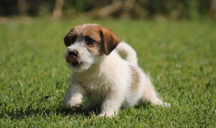 PRECIOSOS JACK RUSSELL PUROS