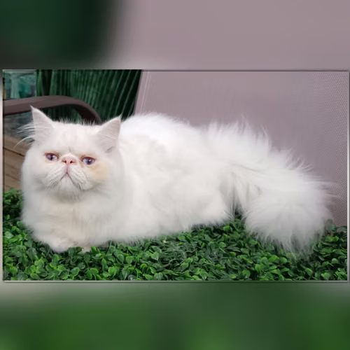 Sell white Persian machito
